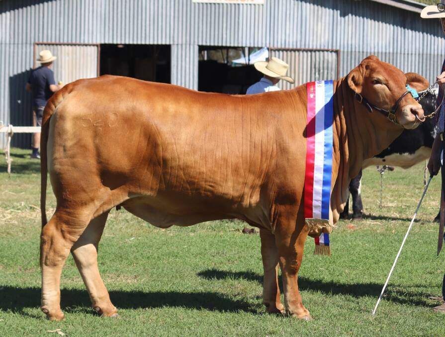The grand champion tropical female Oakmore Park Valentina, which was exhibited by Downlands College on behalf of Oakmore Park Droughtmaster stud. Picture: Supplied 