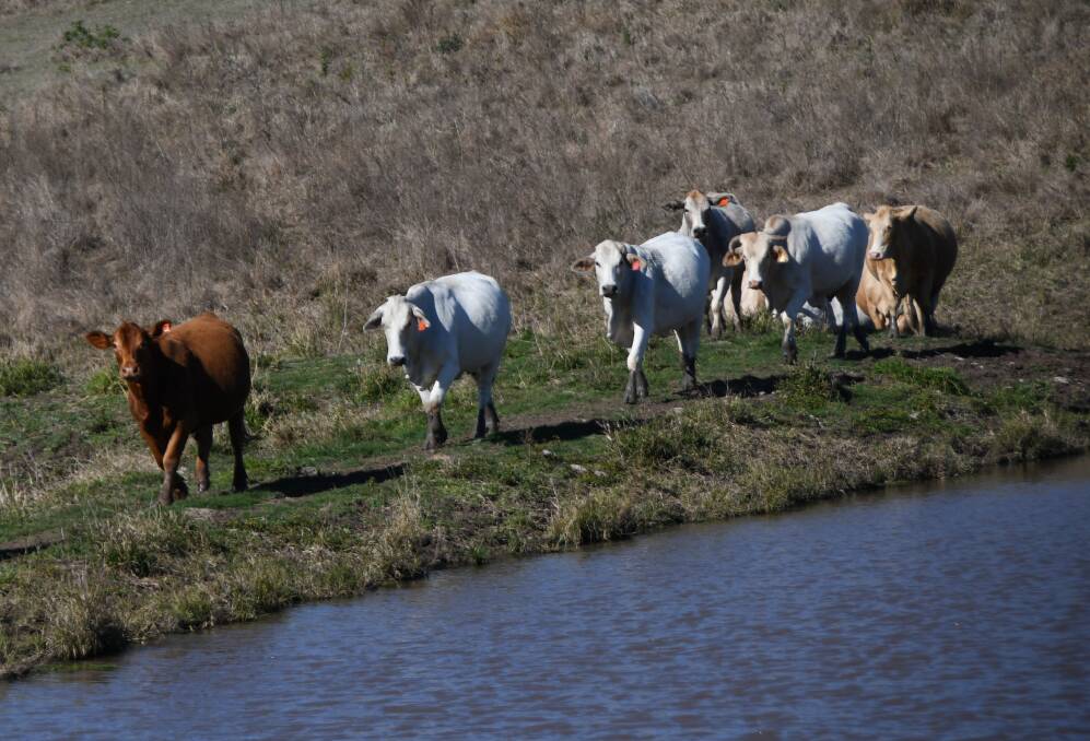 The Hoogstraten's crossbred herd consists of Charolais, Santa Gertrudis and Brahman genetics. Picture: Billy Jupp