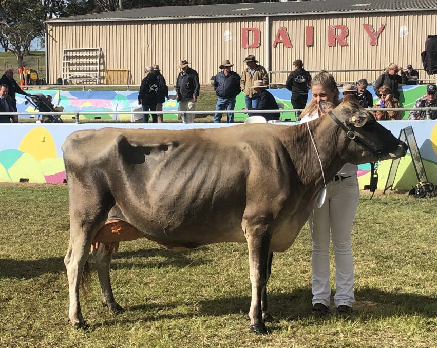 Handler Julia Paulger with the supreme dairy cow, Adadale Colton Rowena 32, which was exhibited by Adadale Jerseys, Kenilworth. Picture: Supplied 