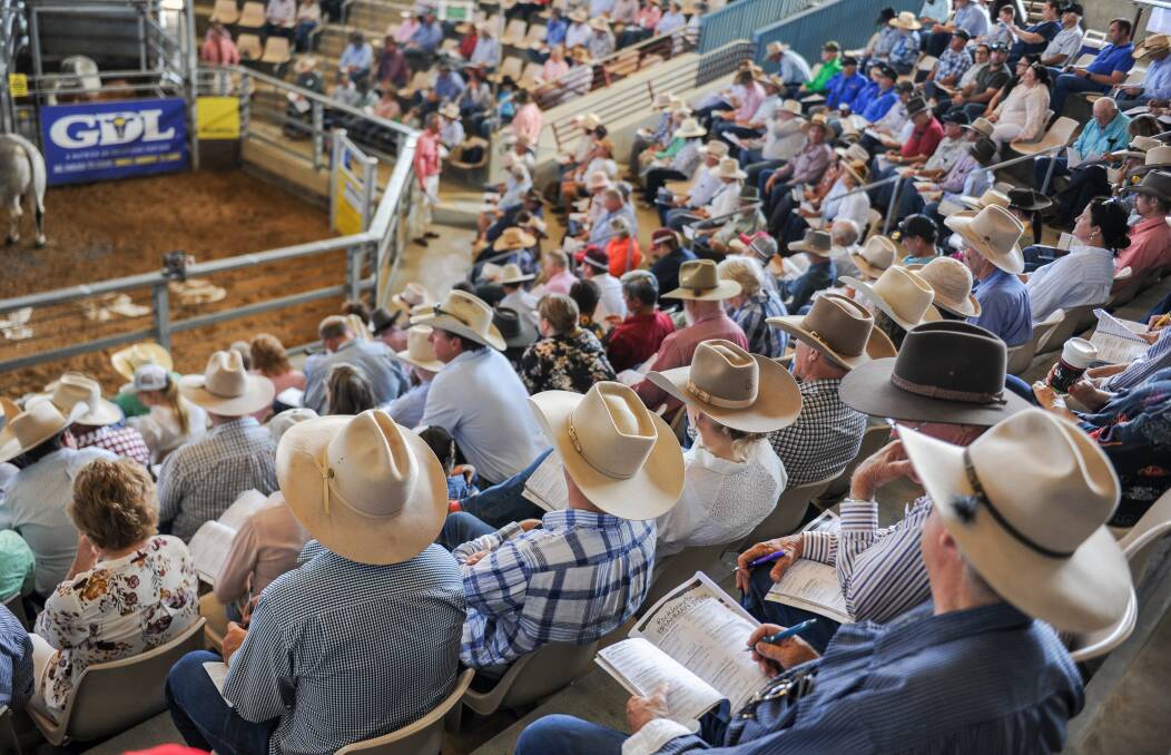 Experts are predicting another strong stud stock selling season in 2022. Picture: Lucy Kinbacher 