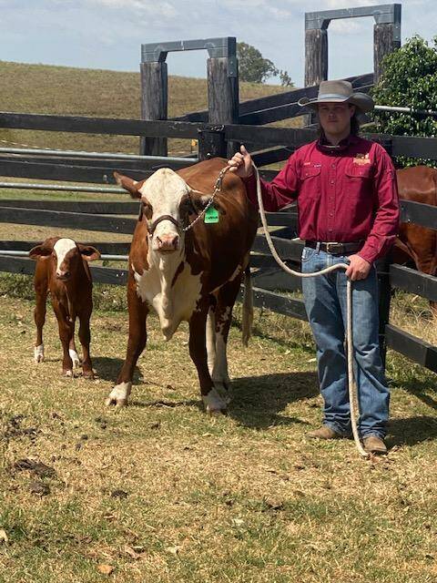 Lewis Cammack shows off his stud's first bull calf. Picture: Supplied 