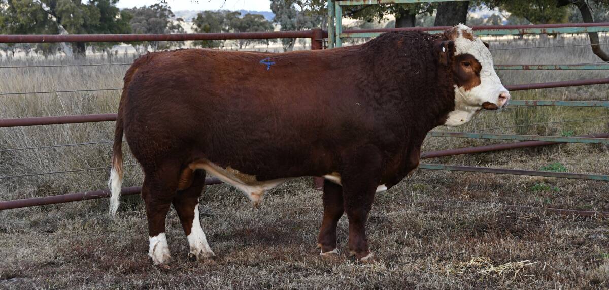 The top selling bull which went for $18,000, Barana Q018 was a son of Woonalee Jumbo and out of Barana Jewel. Photo: Billy Jupp 