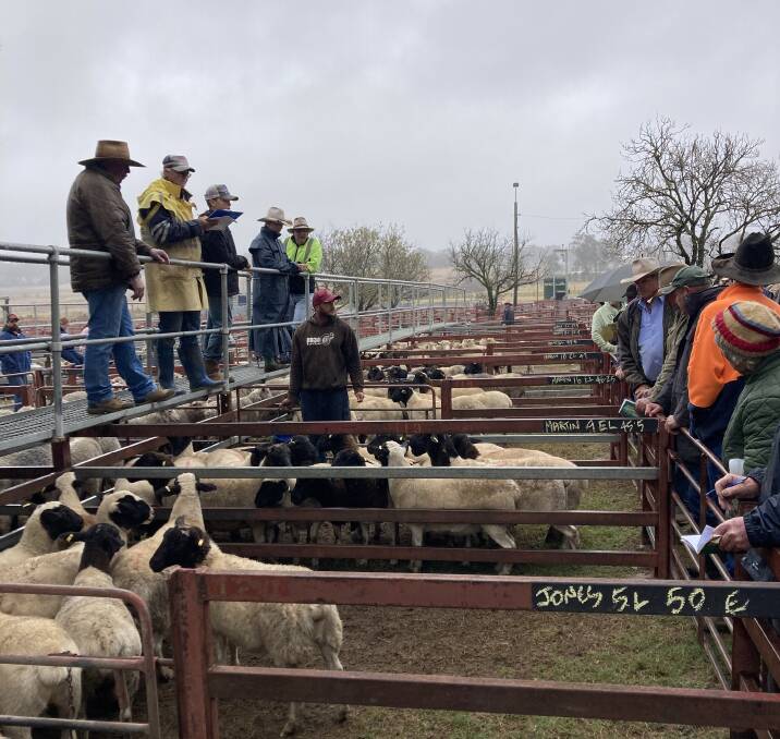 Wet weather limited Wednesday's yarding but competition from restockers helped prices rise from the previous week. Photo: Supplied 