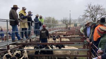 Wet weather limited Wednesday's yarding but competition from restockers helped prices rise from the previous week. Photo: Supplied 