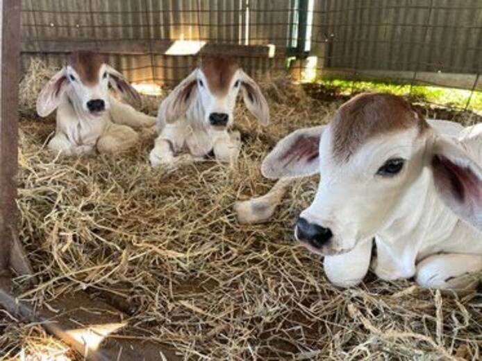 Varossa Brahman stud welcomed the safe arrival of triplets Milly, Molly and Mandy. Picture: Supplied 