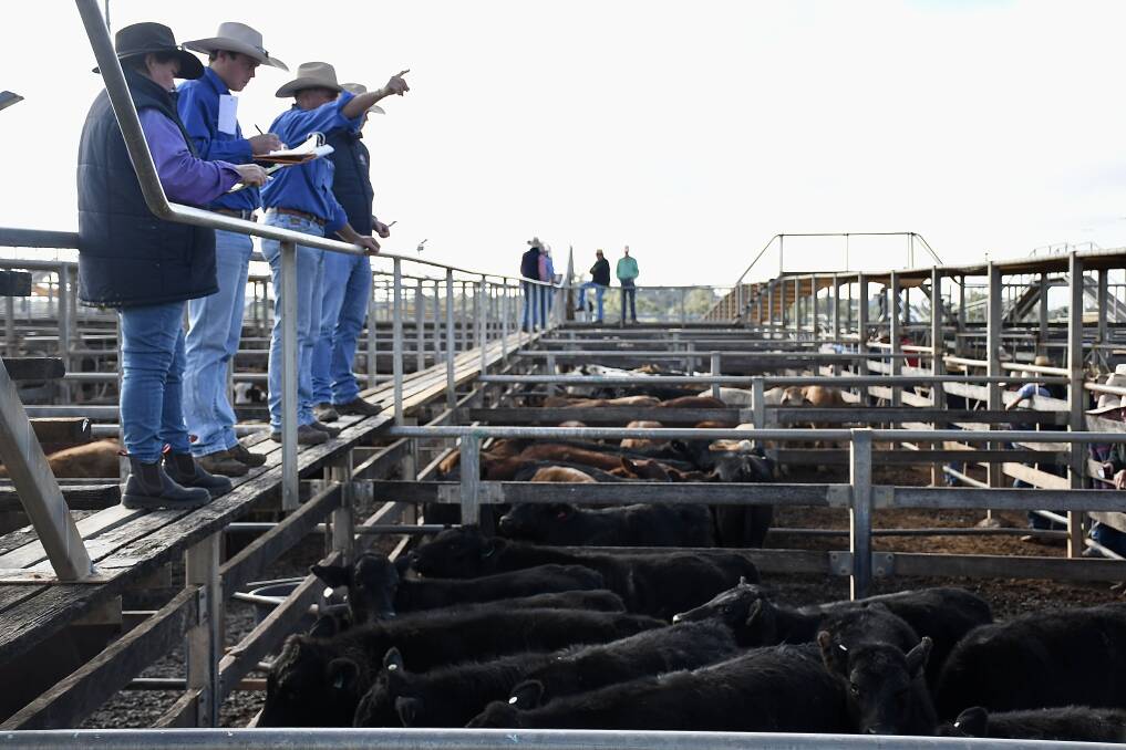 A MLA study has revealed which of the country's saleyards had the biggest throughput during the last financial year. Picture: Clare Adcock 
