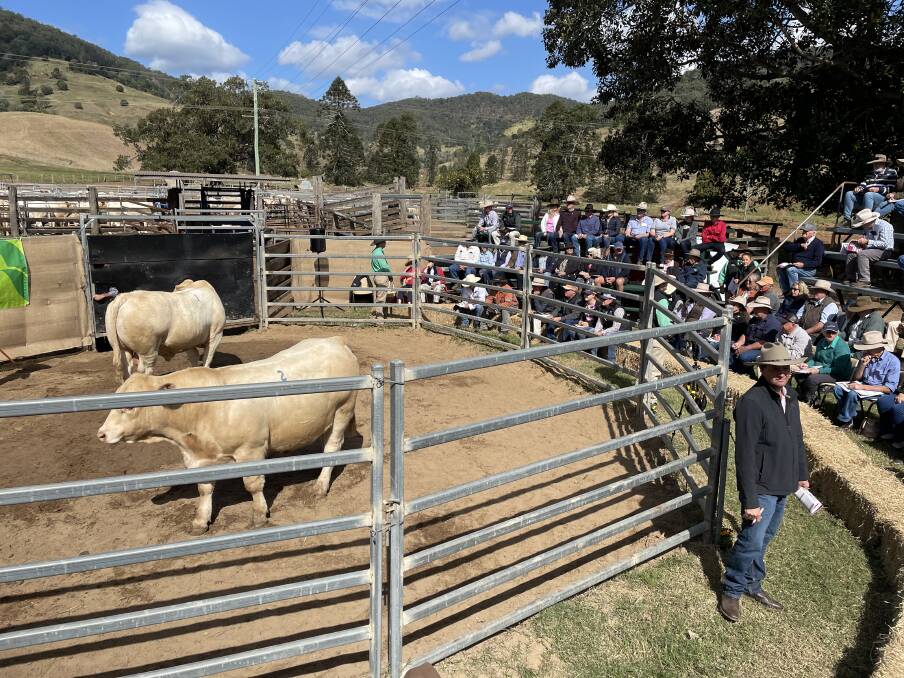 A section of the committed buying gallery at the 2022 Kandanga Valley Charolais and Charbray bull sale. 