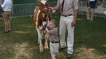 Matt and Liv Henry carried on the family tradition of leading Illawarra cattle through the Ekka dairy judging ring on Monday. Picture: Billy Jupp 