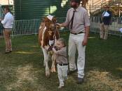 Matt and Liv Henry carried on the family tradition of leading Illawarra cattle through the Ekka dairy judging ring on Monday. Picture: Billy Jupp 