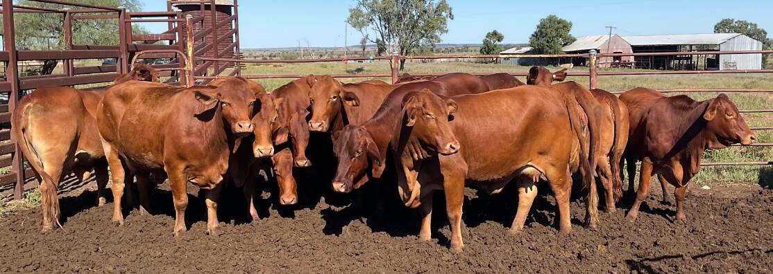 The run of 12 pregnancy-tested-in-calf cows with a calf at foot, offered by Dalmally Grazing Company, Roma, sold for $4700 a unit. Photo: Supplied 