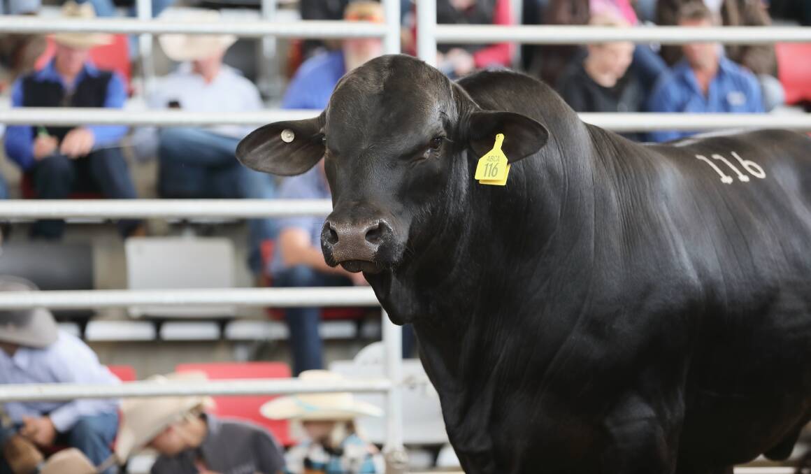 Male averages improved by $1200 per head at Friday's Roma Brangus sale. Picture supplied by Kent Ward. 