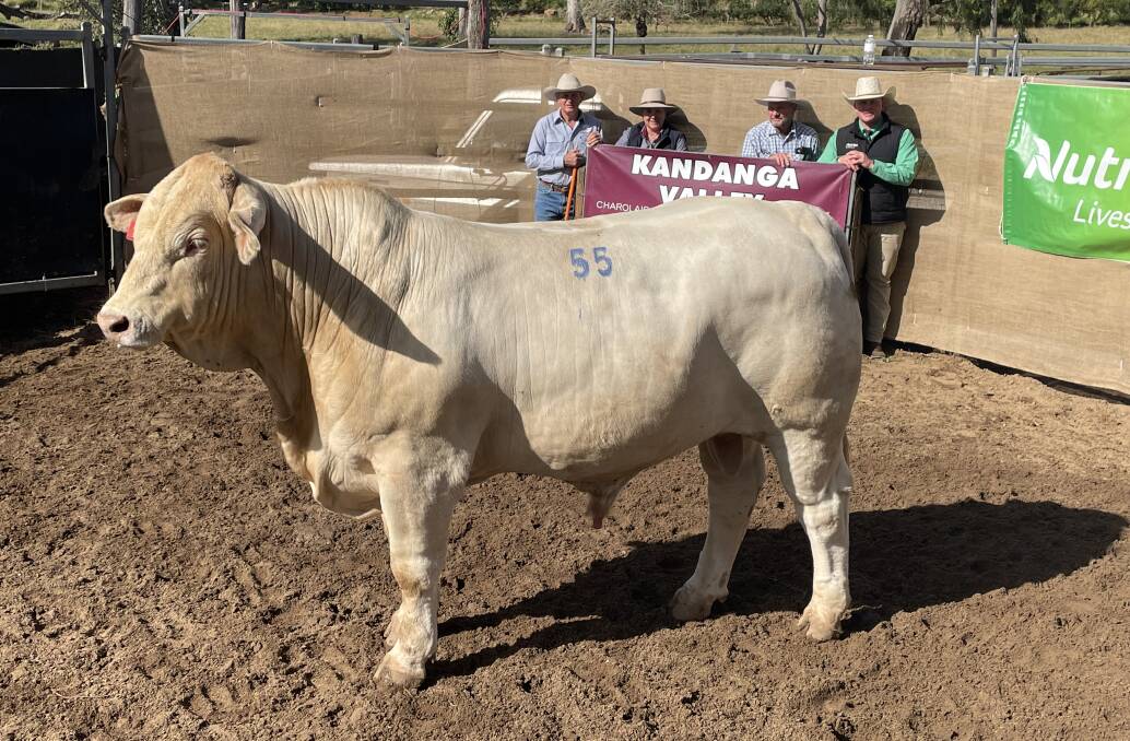 Kandanga Valley principals John and Roz Mercer, Warravale, Kandanga, buyer Laurence Jones, Malo, Theodore and auctioneer Colby Ede, Nutrien Livestock, Toowoomba with the $38,000 record priced Charbray bull, Kandanga Valley Rodney. 