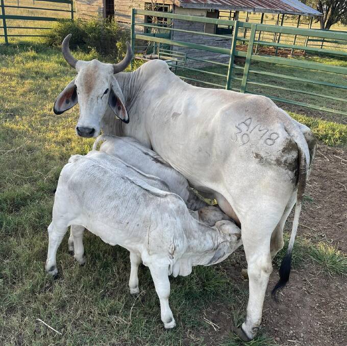 The Varossa Brahman stud triplets have defied the odds and continue to thrive. Picture: Varossa Brahman stud 