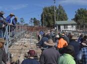 The $7.5 million upgrade of the Warwick saleyards has been confirmed by recent federal government funding. Photo: Billy Jupp 