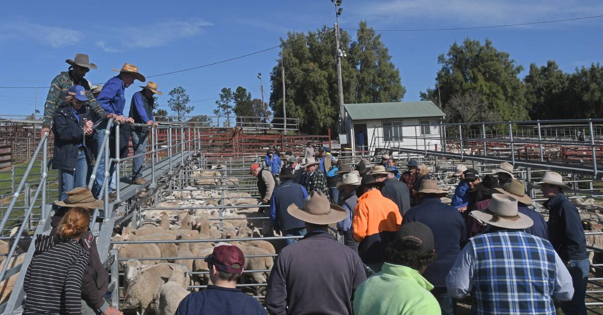 The $7.5 million upgrade of the Warwick saleyards has been confirmed by recent federal government funding. Photo: Billy Jupp 