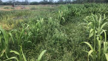 The major outbreak of parthenium weed was detected in a sorghum crop at Croppa Creek late last year. 