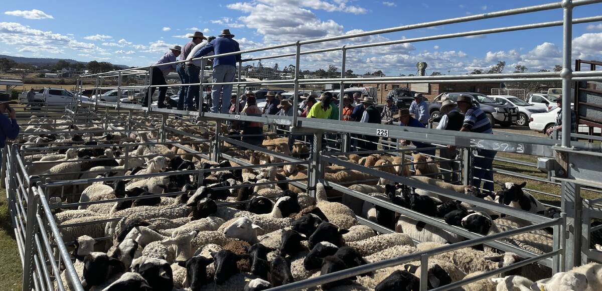 Prices were back across several categories at this week's Warwick sheep sale. Picture: Billy Jupp 