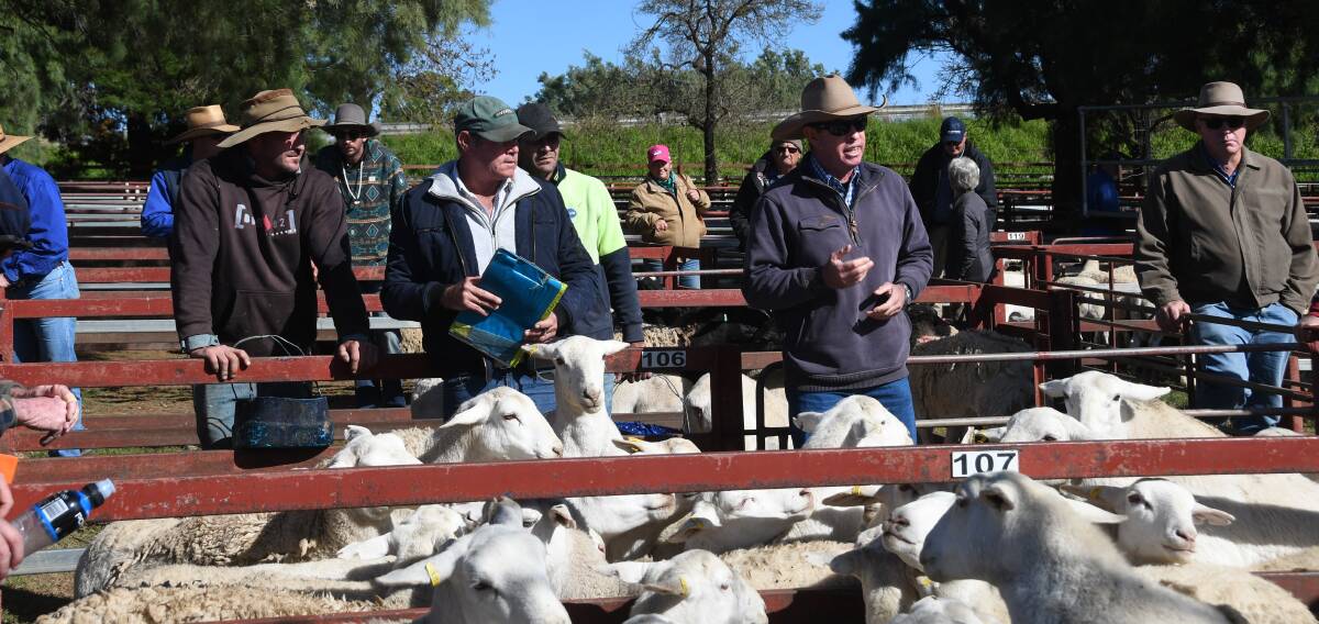 The absence of some regular buyers caused prices to ease across the board at last Wednesday's Warwick sheep sale. Photo: Billy Jupp 