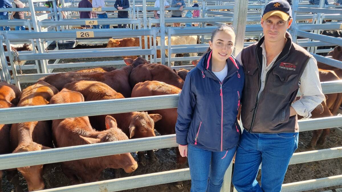 Arielle Hickson and Michael Williams sold Santa Gertrudis weaner steers at Saturday's store sale in Beaudesert for $1980/hd. Photo: Supplied 