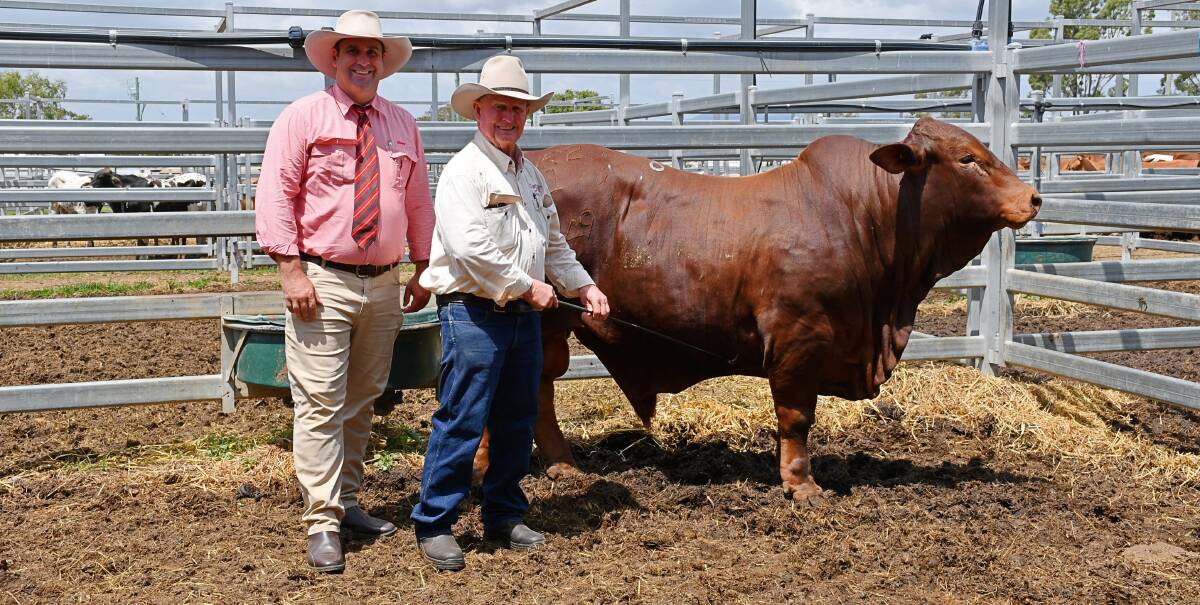 Auctioneer, Anthony Ball, Elders Stud Stock Rockhampton and Glenavon stud principal John Atkinson with the top-selling bull, which was purchased by Reaco Pty Ltd, Marlborough, for $26,000. Picture by Billy Jupp 