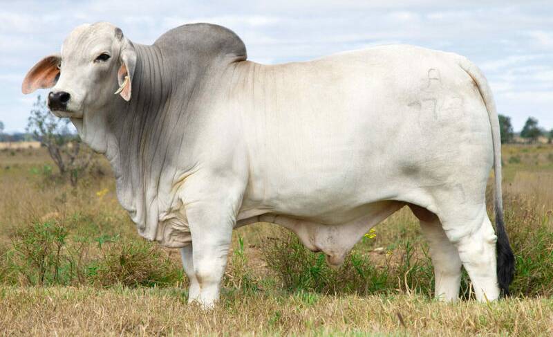 The top selling bull 2AM Esteem 7747, was knocked down to the Gipsy Plains Brahman stud, Cloncurry for $170,000. Picture: Corrine Rockmere 