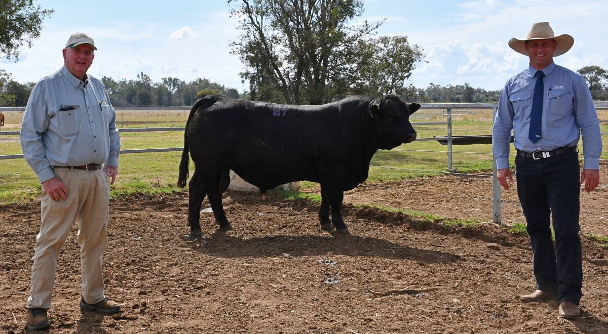 St Pauls Genetics', Bill Cornell, Henty NSW, and auctioneer Josh Heck, GDL Rockhampton with the top-selling bull of the St Pauls Genetics draft, which was also purchased by the Maguire family. Picture by Billy Jupp. 