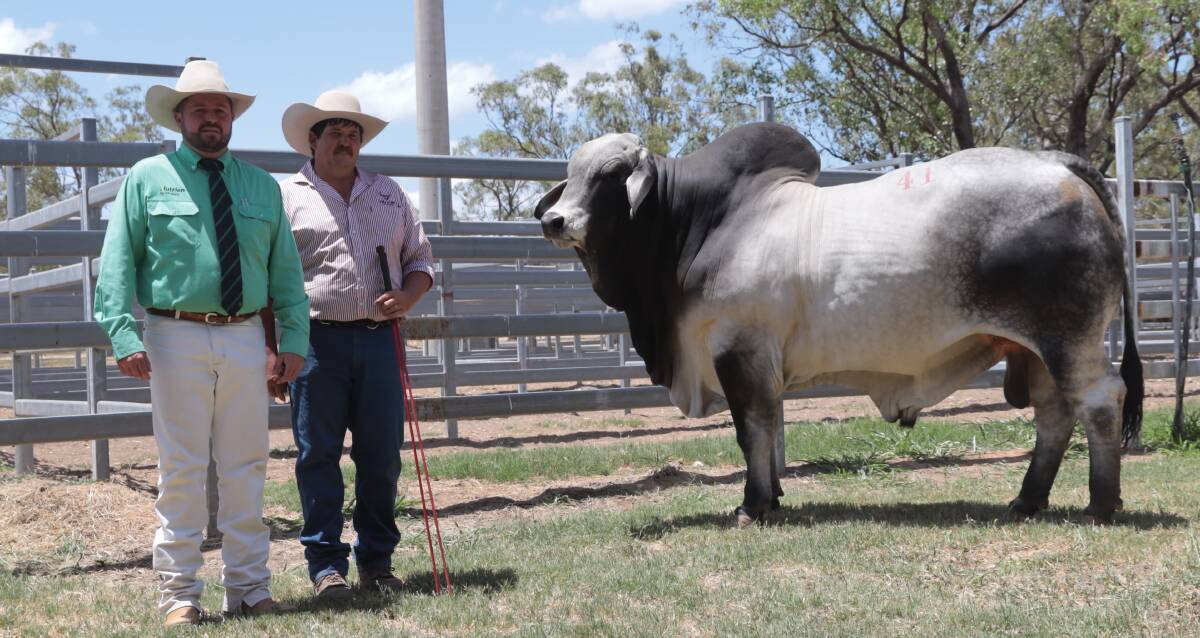 Stock agent James Saunders, Nutrien Mackay, Crinum stud's Terry Randall, Tieri and the top price bull. Picture: Supplied 
