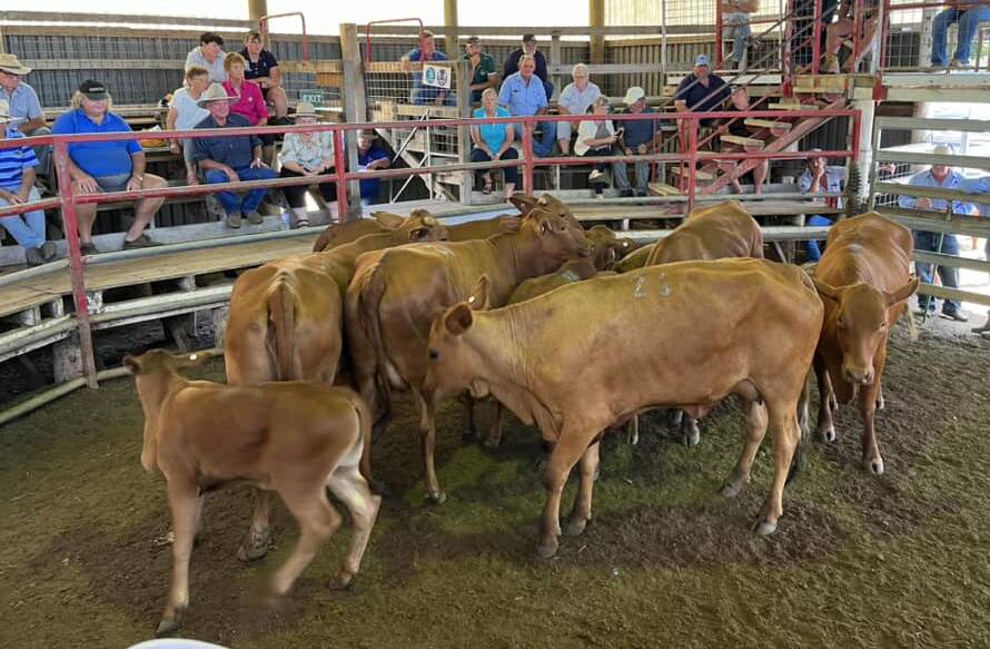 These cows with calves sold for $1850 a unit at last Thursday's sale at Laidley. Picture: Starhia Auctions 