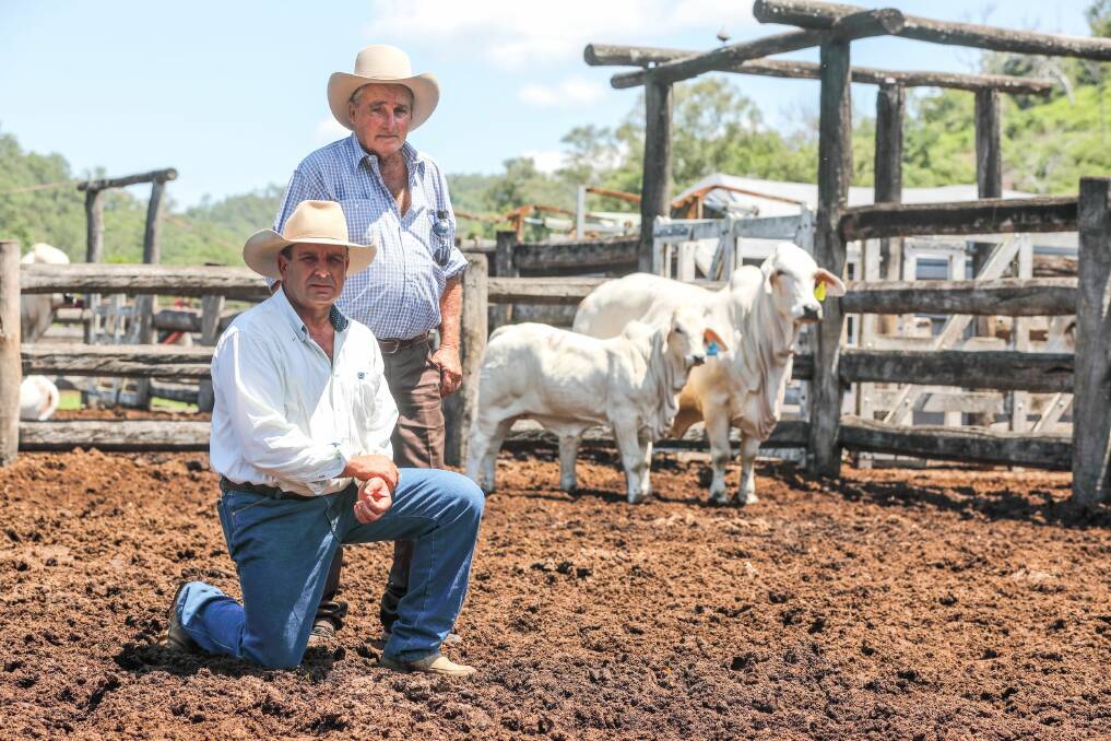 Paul Fenech, PBF stud, Sarina with the purchaser of the top selling $65,000 female, PBF Parsy Manso 926/20, Rob Flute, Chatfield Brahmans, Charters Towers. 