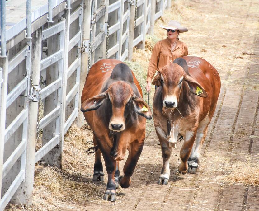 The first of the red Brahman bulls went under the hammer on Tuesday afternoon. Picture by Ben Harden. 