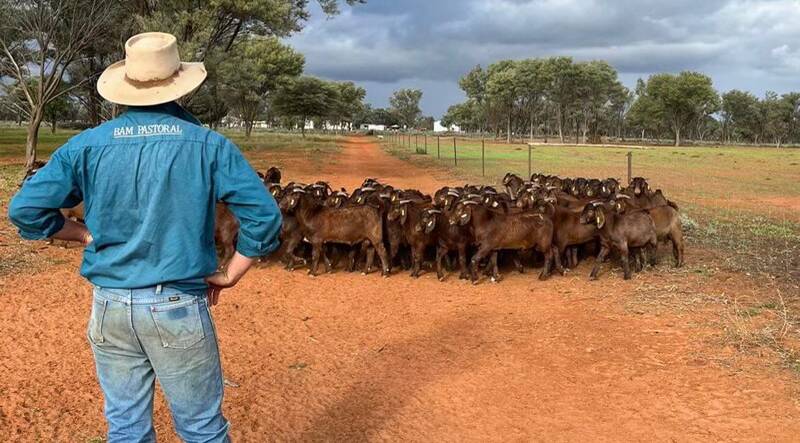 BAM Pastoral principal Ben McKenzie aims to add more hybrid vigour and produce extra kilograms in a shorter time frame to the herd at his Cunnamulla property Yaralla. Photo: Supplied 