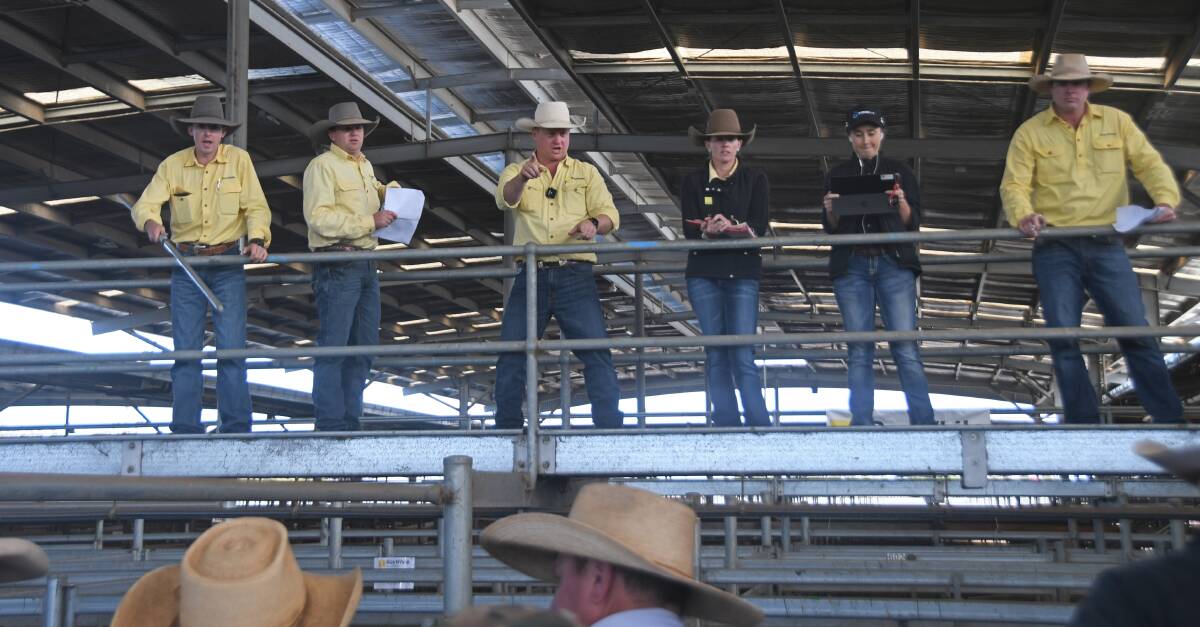 More than 3400 head went up for bids at Wednesday's store sale in Dalby. Photo: File