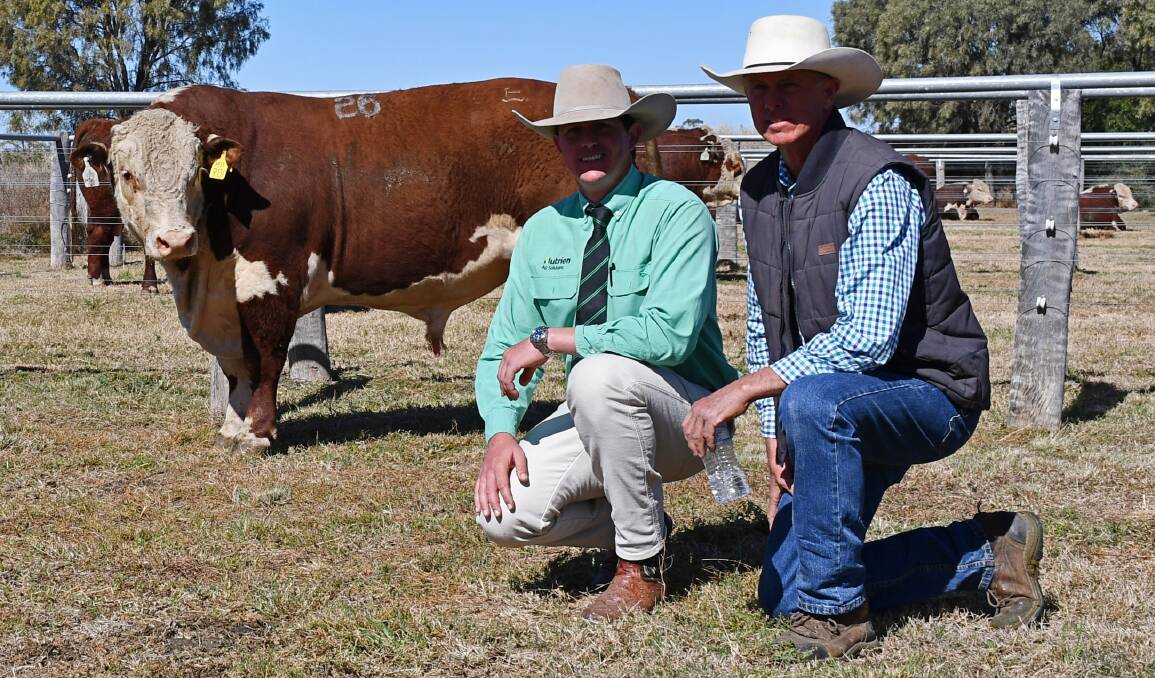 Auctioneer Simon Booth and vendor Steve Reid, Talbalba Herefords, Millmerran, with the top price bull, which is bound for Victoria. Picture by Billy Jupp 