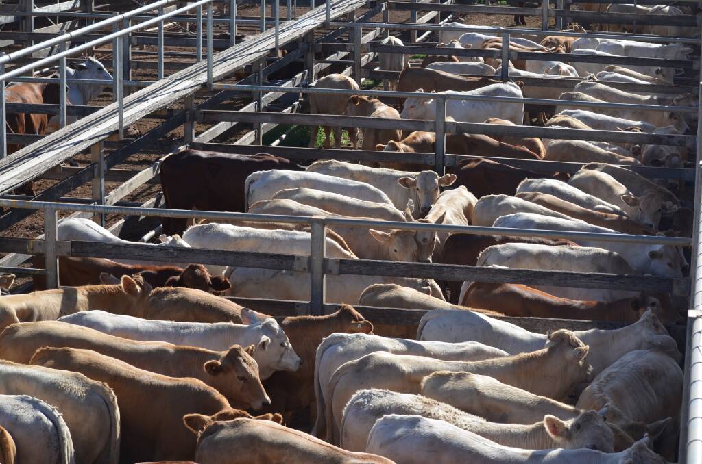 Roma was once again found to be the country's busiest saleyards for cattle. Picture: Clare Adcock 