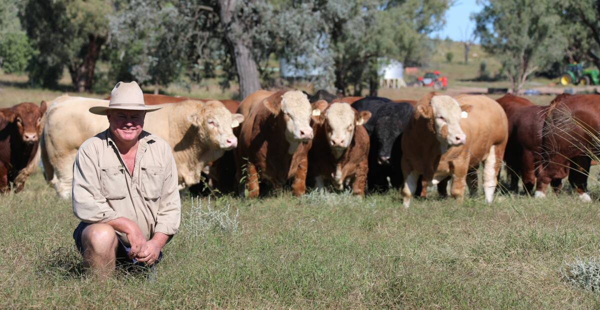 Lucrana Simmentals stud principal Andrew Moore with his 2021 sale bulls, which are among the best he's offered over the past decade.