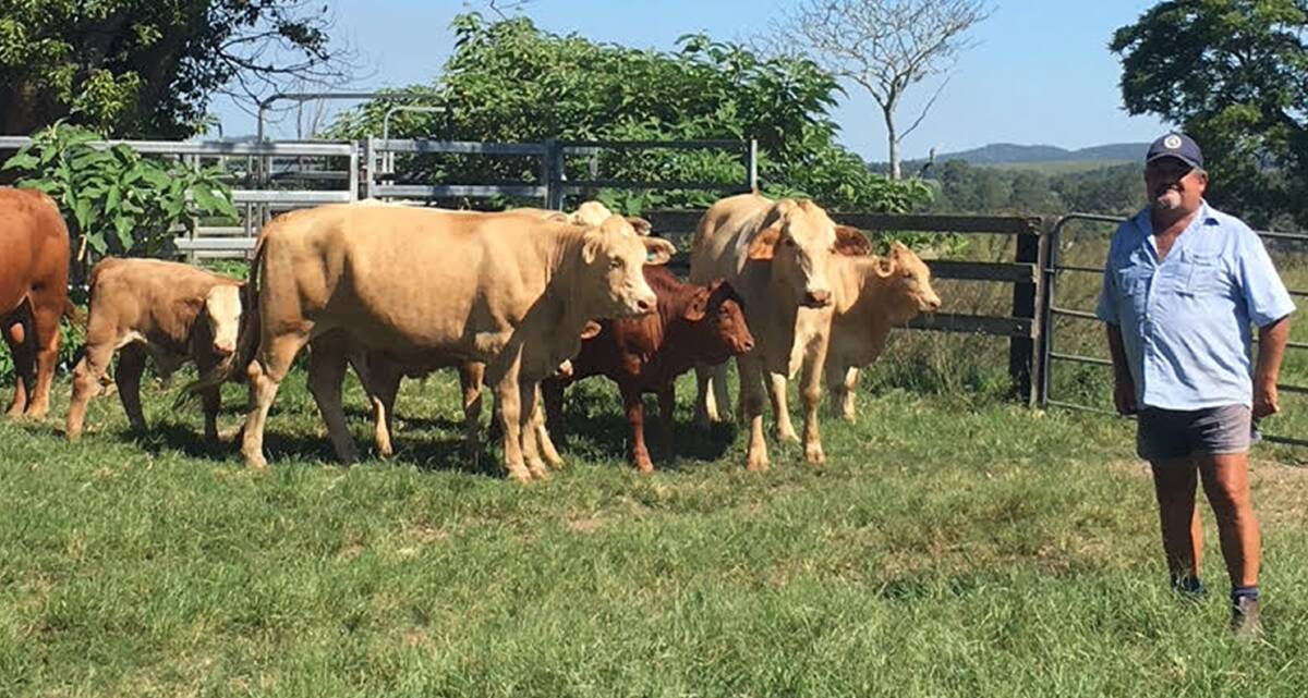 Duncan Robertson with some of his cattle. The Droughtmaster-Charolais cross is resulting in hardy cattle that produce heavy weaners.