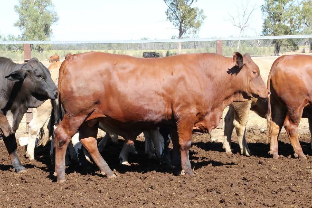 Steers from the Maynards topped weight gain in the 2016 Callide Dawson Carcase Competition.