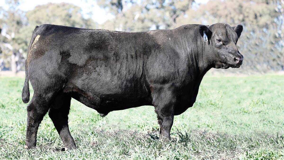 Lot 5, Ascot International M314, one of four sale bulls by S A V International 2020.
