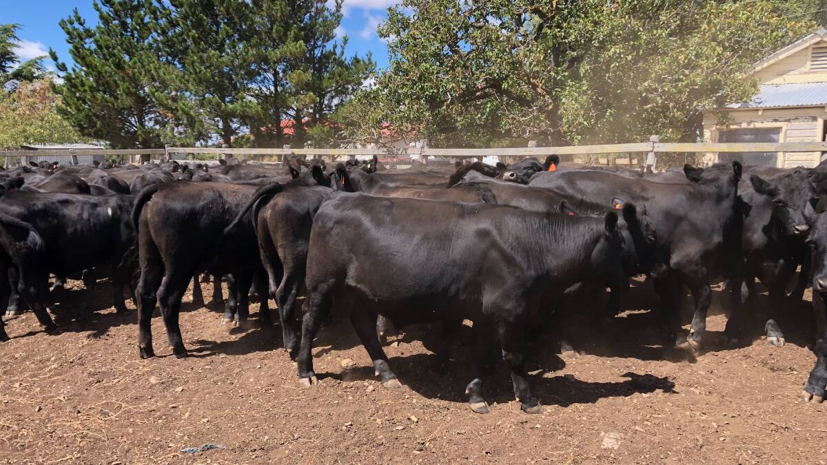 STRONG GROWTH RATES: John Peatfield's 15- to 17-month-old steers ready to be sent to the feedlot.