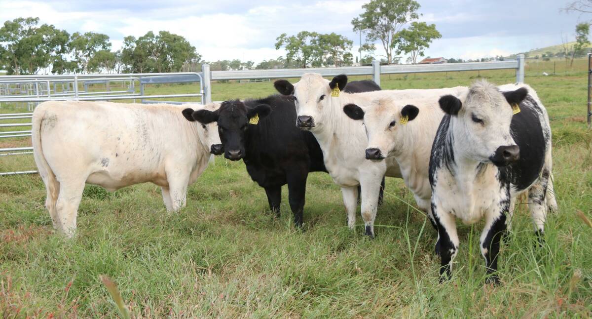 SALE HEIFERS: Five Tinkerbelle daughters, including three white heifers by Dangit Matters that are "peas in a pod" according to Dean Missingham.