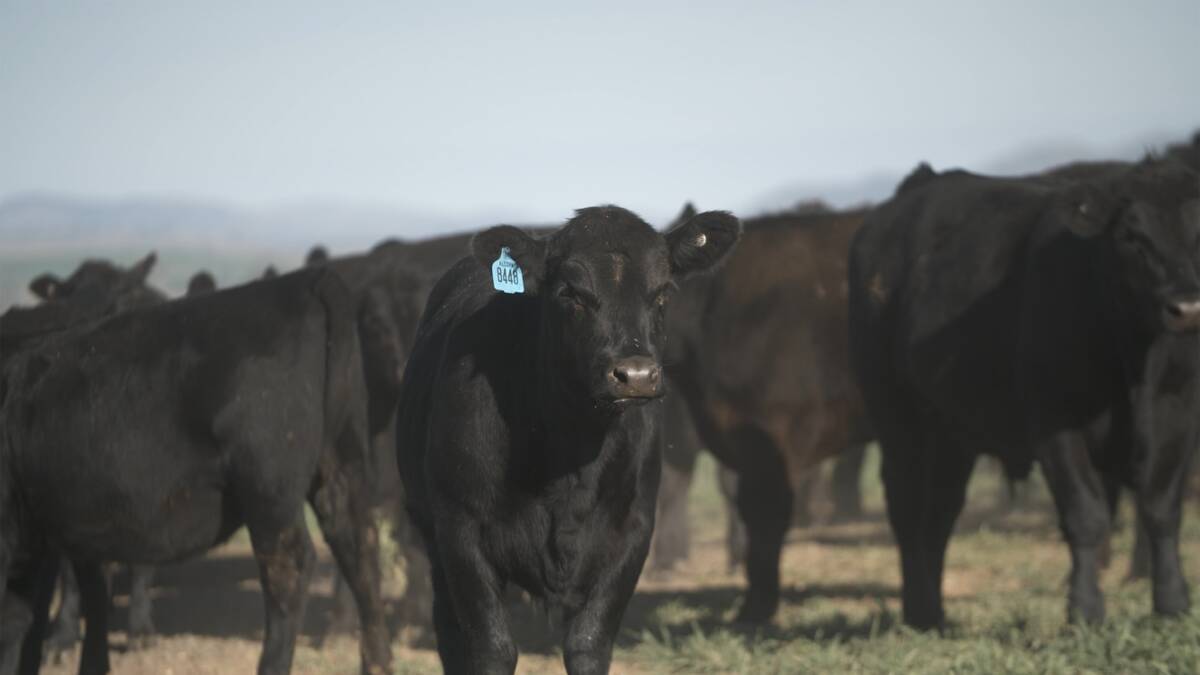 When young cattle from different farms are mixed together, BRD becomes a serious issue.