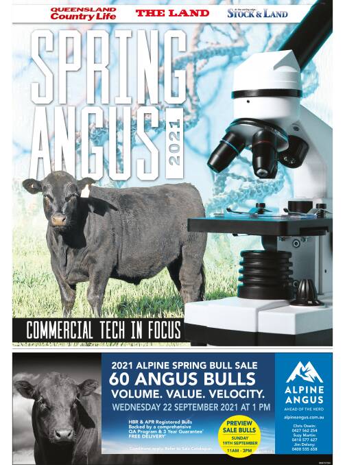 Spring Angus: Studs prepare for bumper spring market