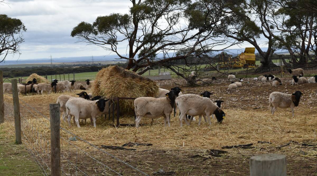 MARKETING OPTION: Dorper sheep are known for being excellent feed converters and are strongly sought after in the feedlot industry.