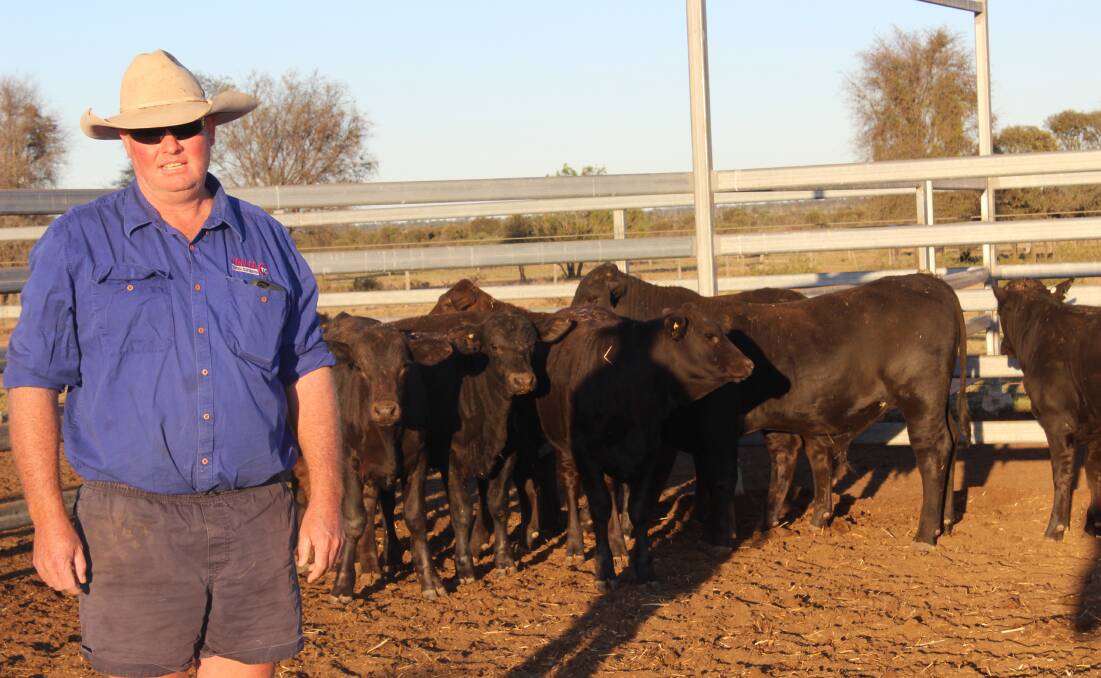 QUALITY GENETICS: Matt Kenny with weaners at Tralee Station, Middlemount. They'll be shifted to the Baralaba property for finishing. 