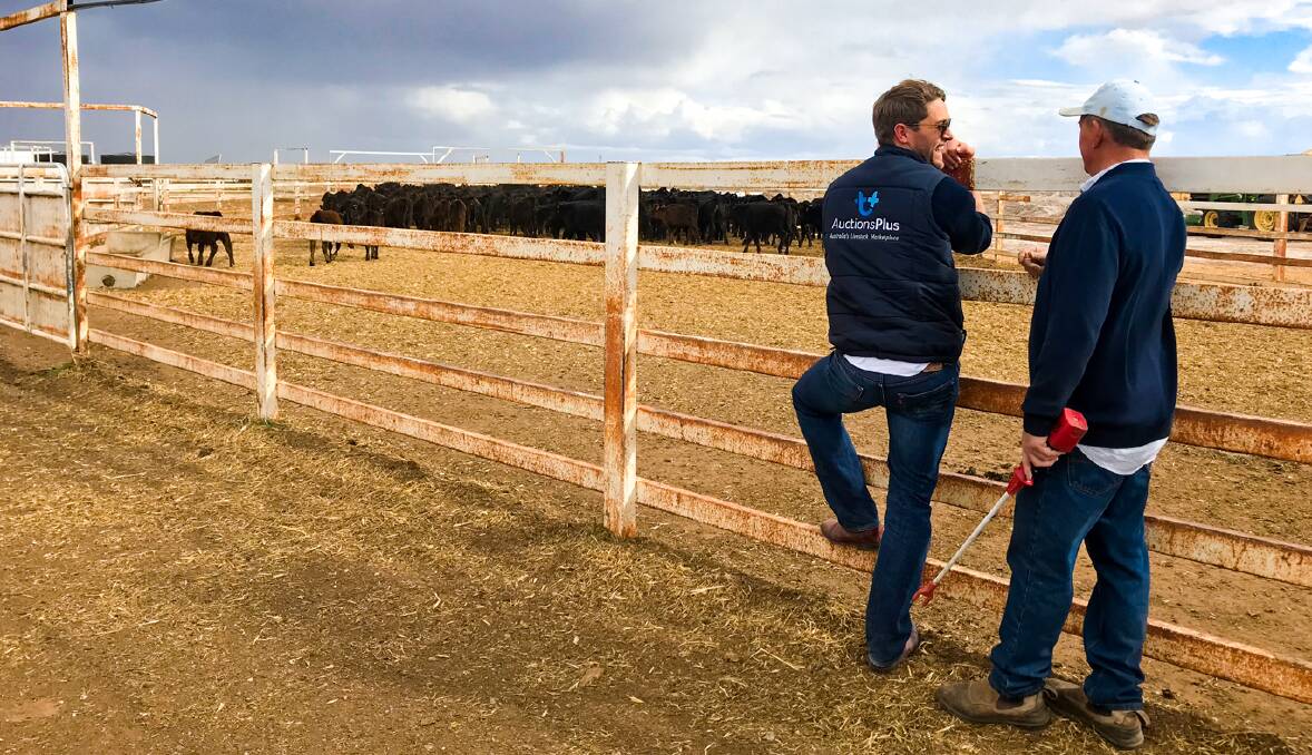 VALUE ADDING TO AGRICULTURE: AuctionsPlus partners with sellers to provide solutions for their businesses to grow and thrive, according to CEO Angus Street.