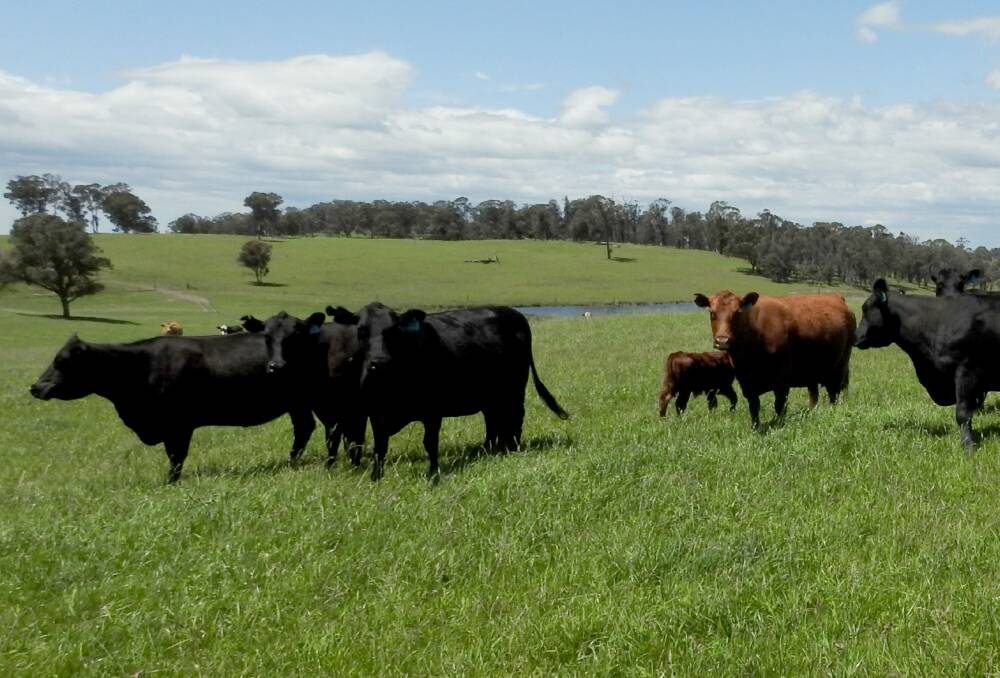 ANGUS GENETICS: Mick Kelsall uses Eaglehawk bulls in a large-scale beef production across five properties.