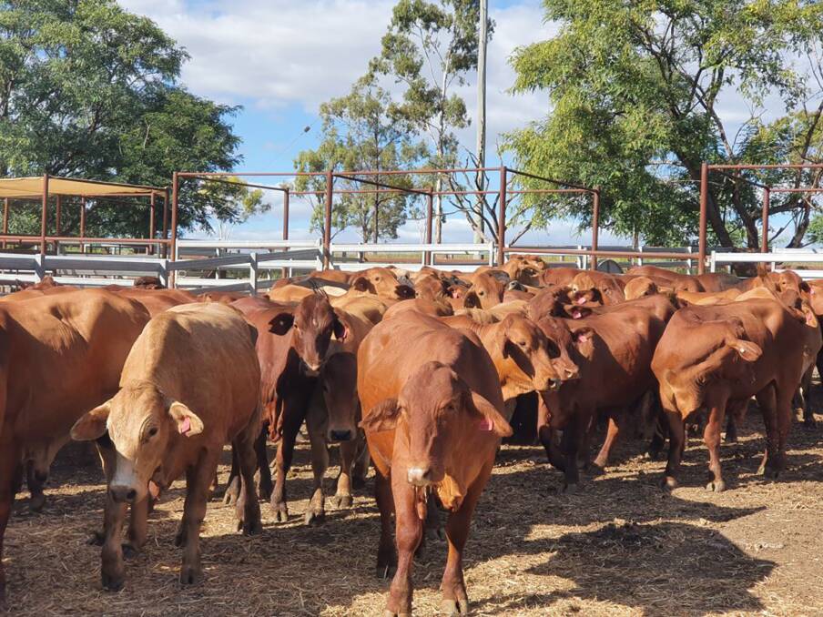 STRONG GROWTH RATES: Steers are generally sold through the Monto saleyards, with strong demand from lotfeeders. 