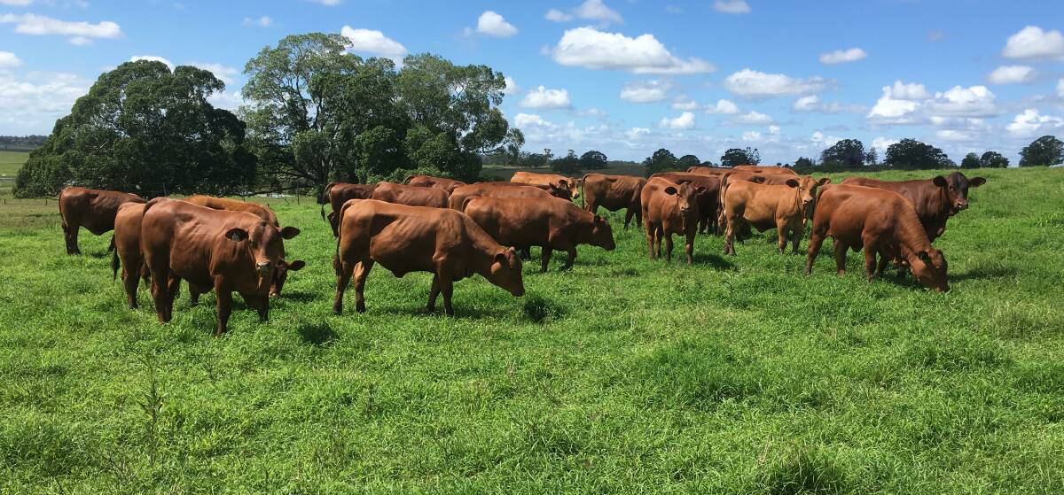 Pure-bred Senepol weaner heifers. Senepol cattle are helping northern producers boost weight gain and improve milking in their herds.