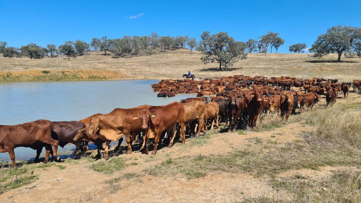 IMPROVED PRODUCTION: Red Brangus-sired weaners at Kolonga, Monto. 
