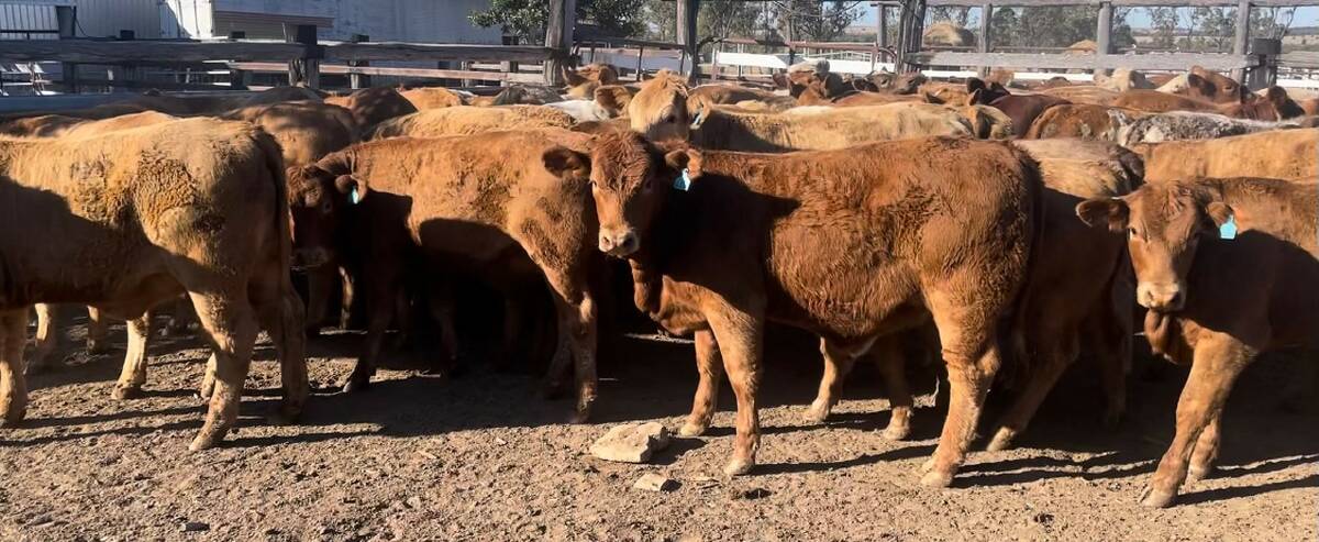 WEANER PRODUCTION: Charolais sires used over Santa Gertrudis-cross breeders are producing heavy crossbred calves to sell through Roma Saleyards.